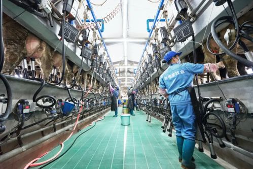 新乳業發布業績預告 上半年收入預計同比增長超60%，數字技術服務驅動強勁增長